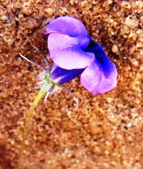 Monopsis debilis debilis