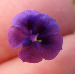Monopsis debilis debilis