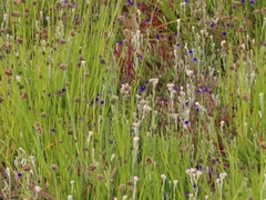 Monopsis debilis debilis