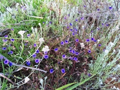Monopsis debilis debilis