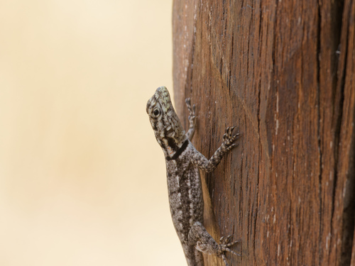 Chaco Spiny Lizard, Tropidurus lagunablanca