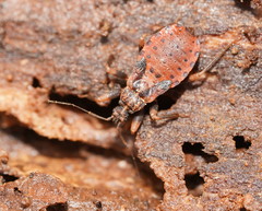 Aradoidea