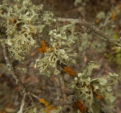 Ramalina glaucescens