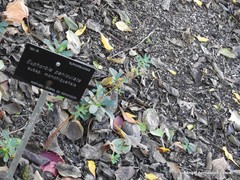 Euphorbia paniculata