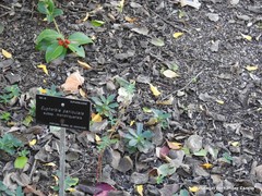 Euphorbia paniculata