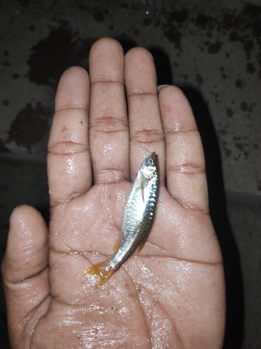 Flying barb (Esomus danrica) — Cyprinidae — 5