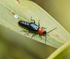 Carphurus cyanopterus