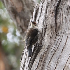 Climacteris erythrops