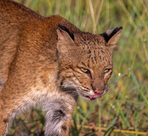 Bobcat photographed in South Carolina