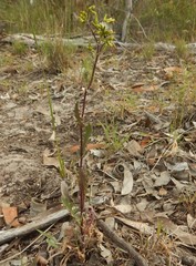 Senecio picridioides