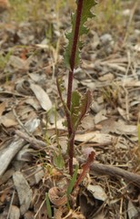 Senecio picridioides