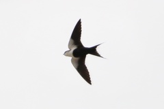 Cheramoeca leucosterna