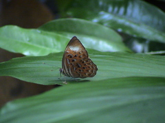 Taxila haquinus
