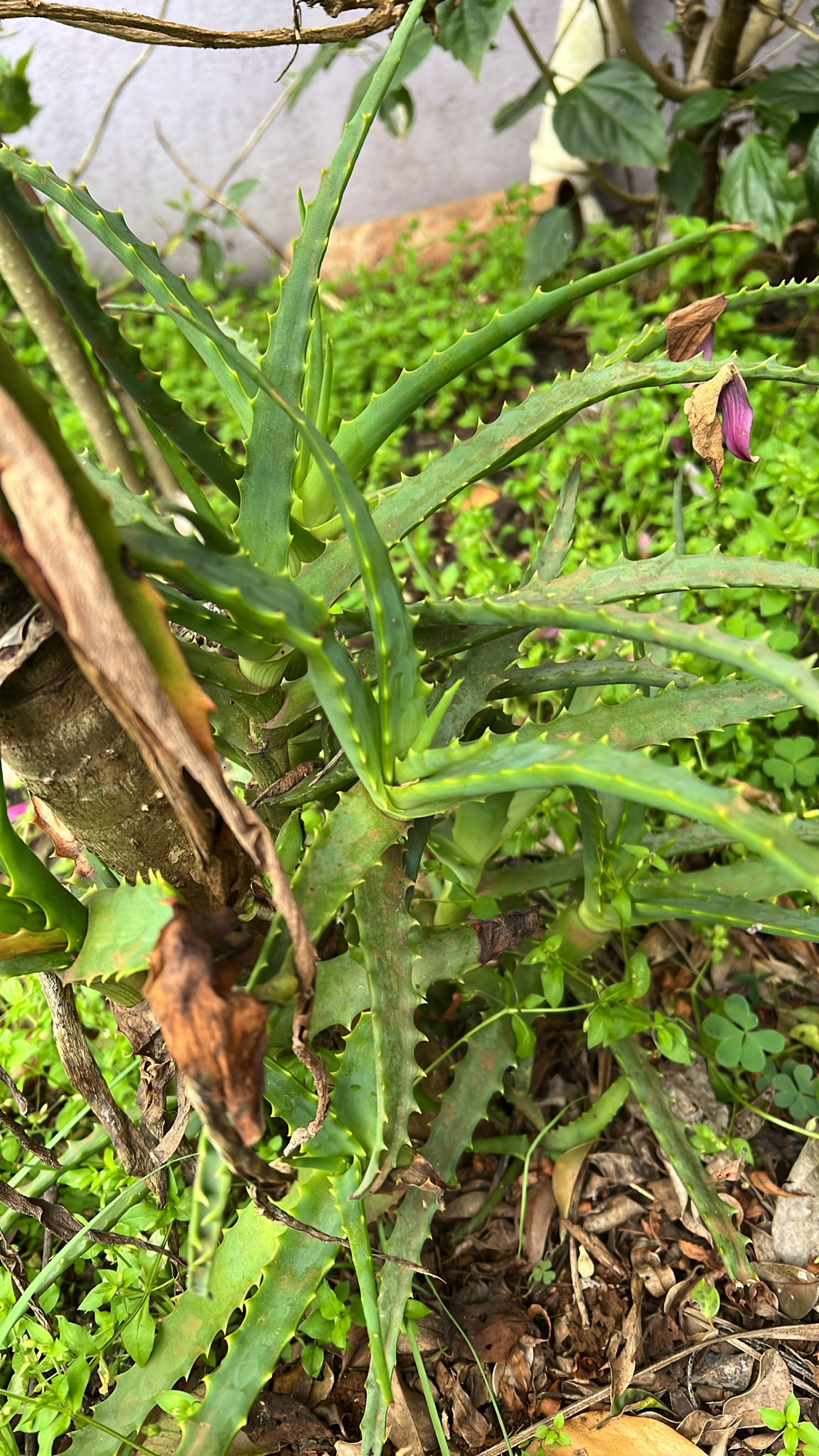 Aloe arborescens