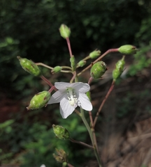 Hibiscus lobatus