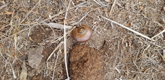 Powelliphanta marchanti
