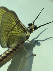 Ephemera strigata