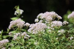 Eupatorium makinoi