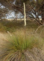 Xanthorrhoea caespitosa