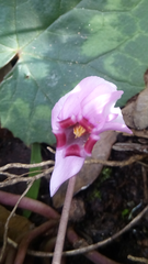 Cyclamen africanum