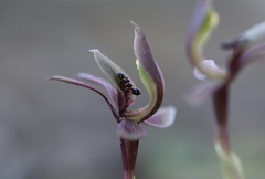 Chiloglottis × pescottiana
