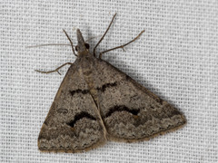 Dichromodes mesogonia