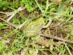Ranoidea