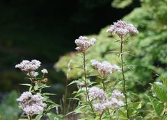 Eupatorium makinoi