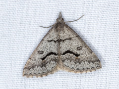 Dichromodes mesogonia