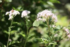 Eupatorium makinoi