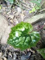 Cyclamen africanum image