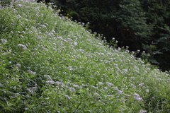 Eupatorium makinoi