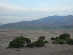 Haloxylon