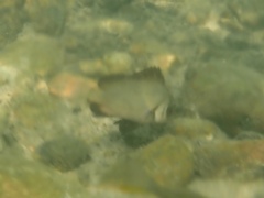 Plectorhinchus gibbosus