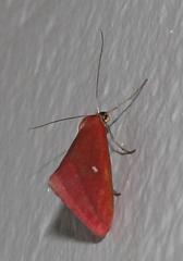 Rhodometra participata