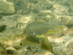 Acanthopagrus latus
