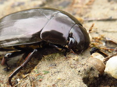 Hydrophilus aterrimus