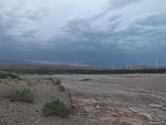 Haloxylon