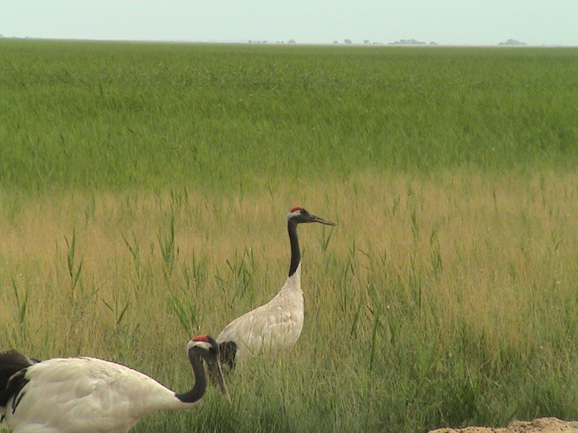 Red-crowned Crane