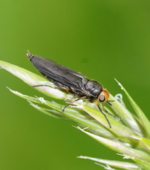 Chiromyzinae