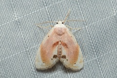 Holocryptis erubescens