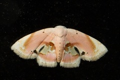 Holocryptis erubescens