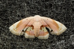 Holocryptis erubescens