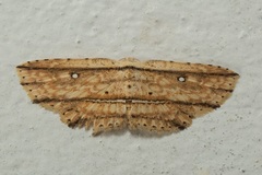 Hyposada erubescens