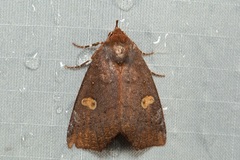 Lineopalpa orsara