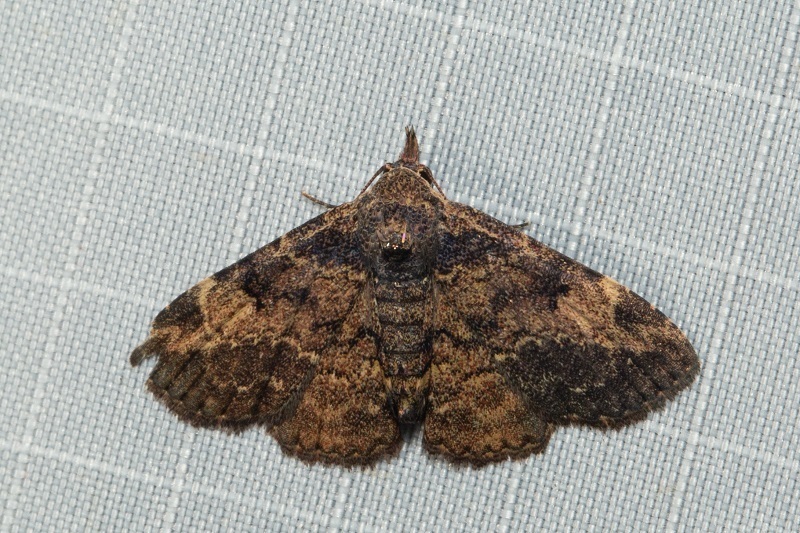 Maguda immundalis