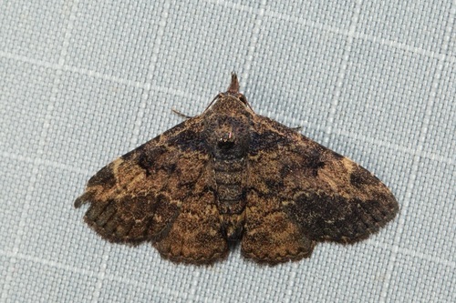 Maguda immundalis