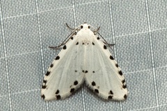 Metaemene circumpunctata