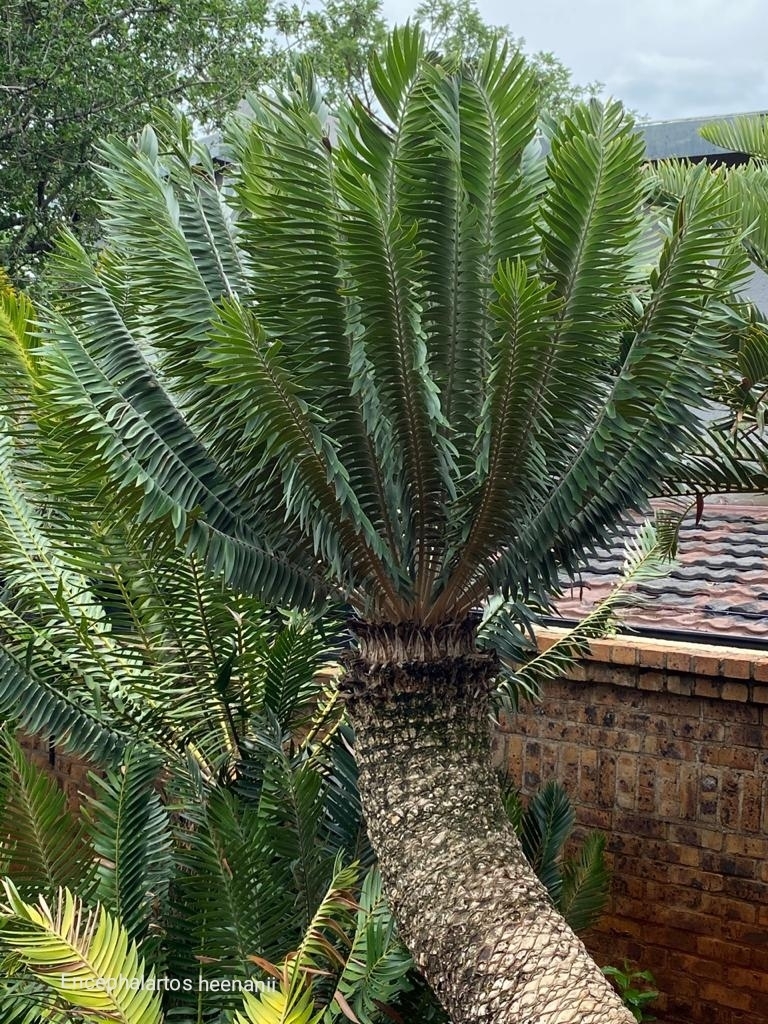 Encephalartos heenanii