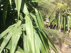 Thysanolaena